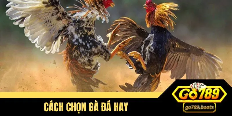 cách chọn gà đá hay
