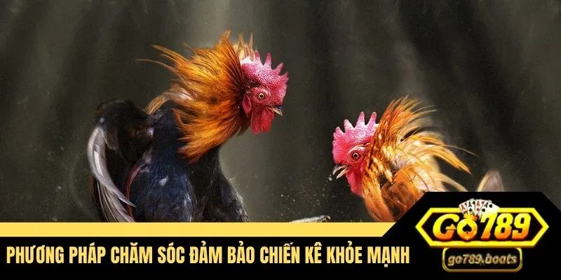 Phương pháp chăm sóc đảm bảo chiến kê khỏe mạnh