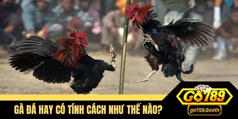 Gà đá hay có tính cách như thế nào?