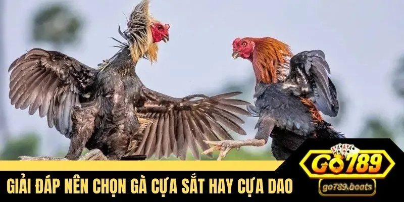 Giải đáp nên chọn gà cựa sắt hay cựa dao
