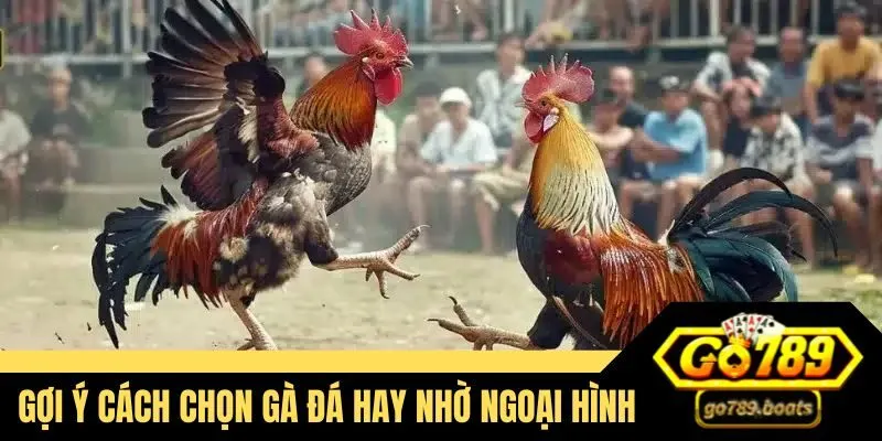 Gợi ý cách chọn gà đá hay nhờ ngoại hình